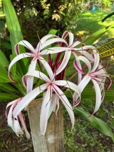 Birds Nest Studio Apartment