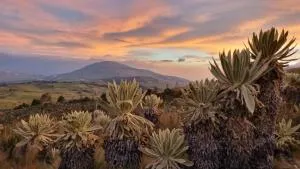 Espeletia Lodge - 伊皮亚莱斯