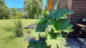 ENTRE PINOS Y LUCEROS ACOGEDORA CABAÑA RÚSTICA