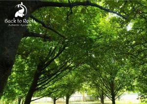 Back to Roots Ayurveda Retreat