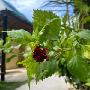 Victory Seaside Home