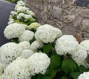 New build eco house in walled garden, Rostrevor