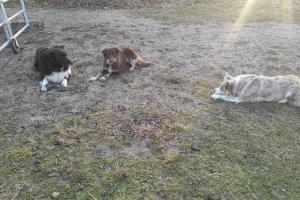 Ferienwohnung Reiterhof am See