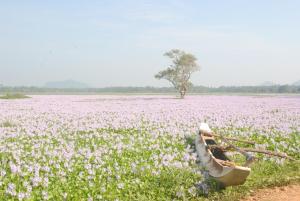 Green Lake View Yala Resort