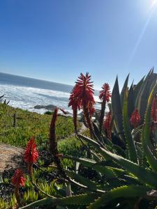 Cabaña Mar Pichilemu