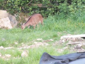 Stunning KillarneyCabins ie