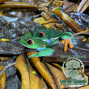 Granja Integral Luz Del Corazon