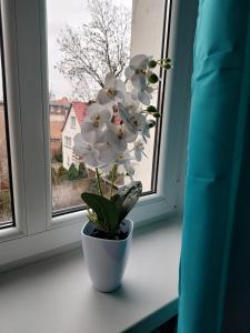 Benny 3 na wyłączność