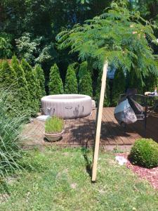 Kuca na Savi - Stari hrast