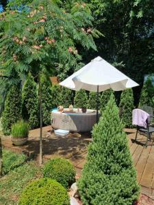 Kuca na Savi - Stari hrast