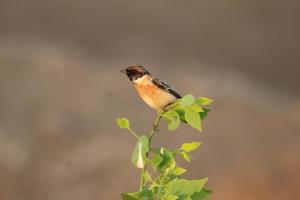 The Blackbuck Trails Velavadar