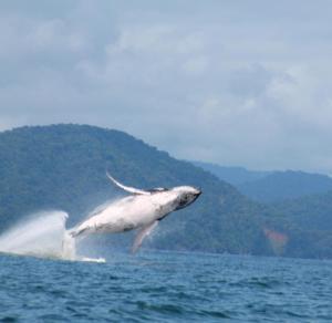 Cabaña La Kirita EcoHotel