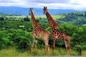 Rocky Valley Game Lodge - Camperdown