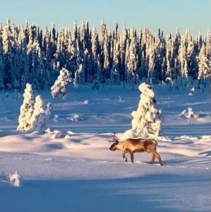 Tiny House in Nattavaara by