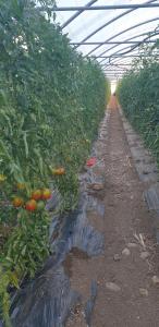 Mas dans propriete agricole