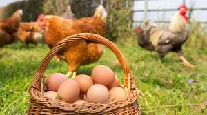 Maisons de vacances La Maison Patricia : photos des chambres
