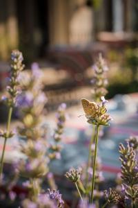 Hotels Les Mazets de Marie de Jules : photos des chambres