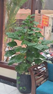 Hanvet Boutique Hotel