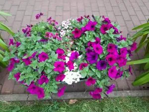 Haus zur Sonne - Flöha