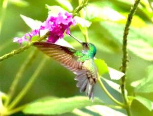 Finca la Bonita, Playa Carate