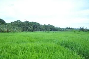 fedi viwe - 恩比利皮蒂耶