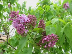Les Tarraïettes au pied du Luberon
