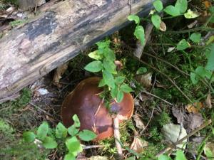 Gîte Montagne avec Cheminée - 4 chambres, Animaux acceptés - FR-1-582-243