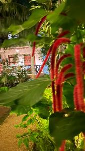 Atii Garden Bungalows