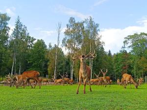 Annas Dzirnavas-Ezera māja