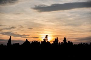 Mas Des Fleurs - Mimosa