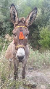 Les terrasseSSS de KASTOS