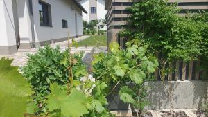 Relax Balaton Apartmanok