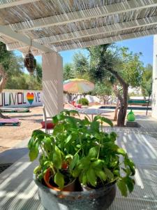 LUXURY COUNTRY VILLA CON PISCINA MARE BANDIERA BLU