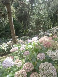 Apartamento no Morro do Elefante Campos do Jordão