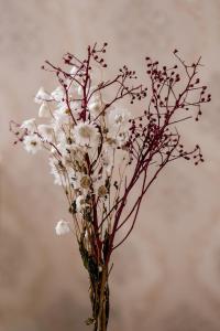 Lofts Luxo Xavishome Palacio Quitandinha Petropolis