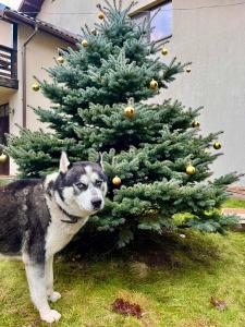 Pension Andras House