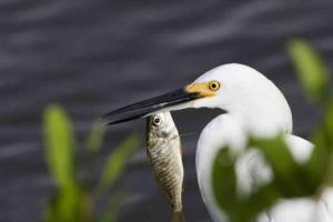 Cape Coral Beauty.Booking