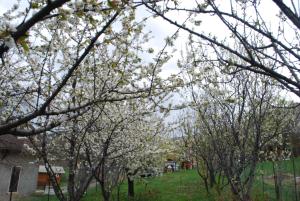 Chalets Le Clos Du Berger : Chalet 1 Chambre