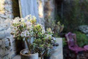 Maisons de vacances Gite bien etre et ecologique Le Jardin interieur : photos des chambres