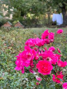 B&B Podere Legnotorto