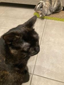 Maisons de vacances Mini-villa 1 MER : photos des chambres