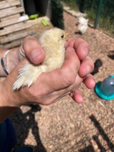 Maisons de vacances Mini-villa 1 MER : Maison 1 Chambre