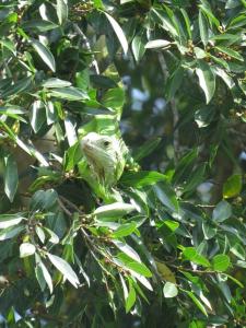 Casa Pancha Mariquita