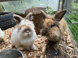 Bio-Bauernhof Auernig