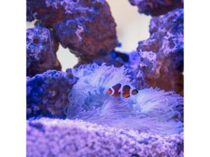 Kanazawa Station Hotel - Vacation STAY 36375v