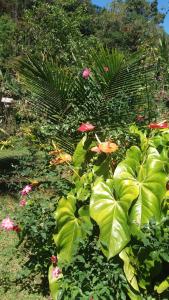 Casa em Paraty parati