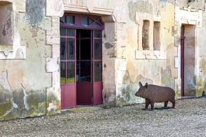 Maisons de vacances Mas de charme en pleine Camargue : photos des chambres
