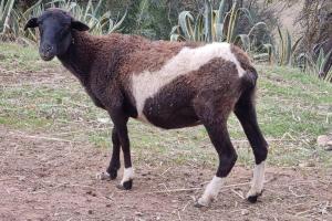 Blackbird Cottage - Stunning views & farm animals
