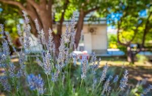 House Sepic by EL-PI TOURS 