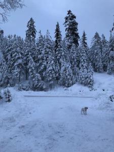 Moderne hytte ved sjøen med badstue